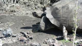 Galápagos - iguanas, sea lions, tortoises, turtles and sharks