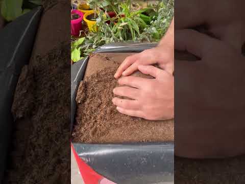 فيديو: مكونات الطحالب - ما أهمية تربة الطحالب في الحديقة