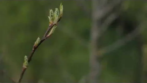 Springtime in the garden, episode 2