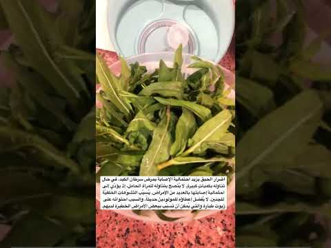 الحبق الريحان تجفيف طريقة  مطبخنا السوري يوميات كبسة رمضان يجمعنا