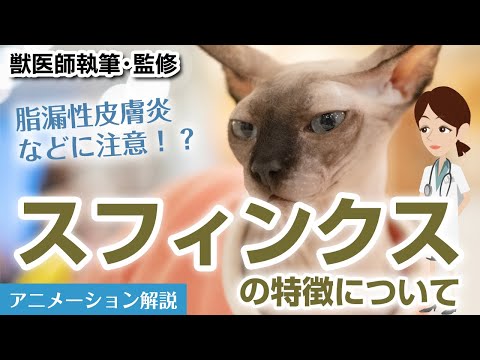 スフィンクスの特徴や気を付けたい病気など【獣医師執筆監修】
