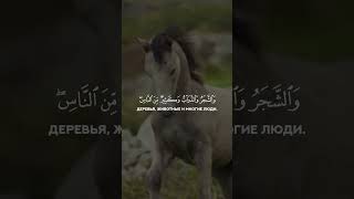 Красивое Чтение Корана | Ясир ад-Даусари | Сура 22 Аль Хадж #шортс