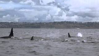 Encounter 94 near Seattle by Ken Balcomb 193 views 8 years ago 2 minutes, 9 seconds