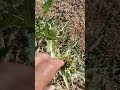 نبات كرز السسي النمرود