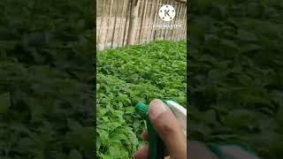 Download Lagu cara mengatasi daun cabe rawit keriting langsung sembuh MP3 Download Lagu cara mengatasi daun cabe rawit keriting langsung sembuh MP3