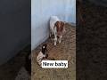 #explore new baby#farmlife #shortvideo #shortsfeed #goatfarming #animals