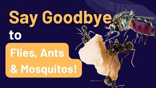 Natural Home Remedies: Say Goodbye to Flies, Ants, and Mosquitos!