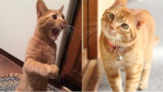 Baby Cats - Cute and Funny Cat Videos Compilation  | Kit Cat Tv | Shorts Videos | #03