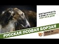 TEST.TV: Почему взятки брали борзыми) Русская псовая борзая.