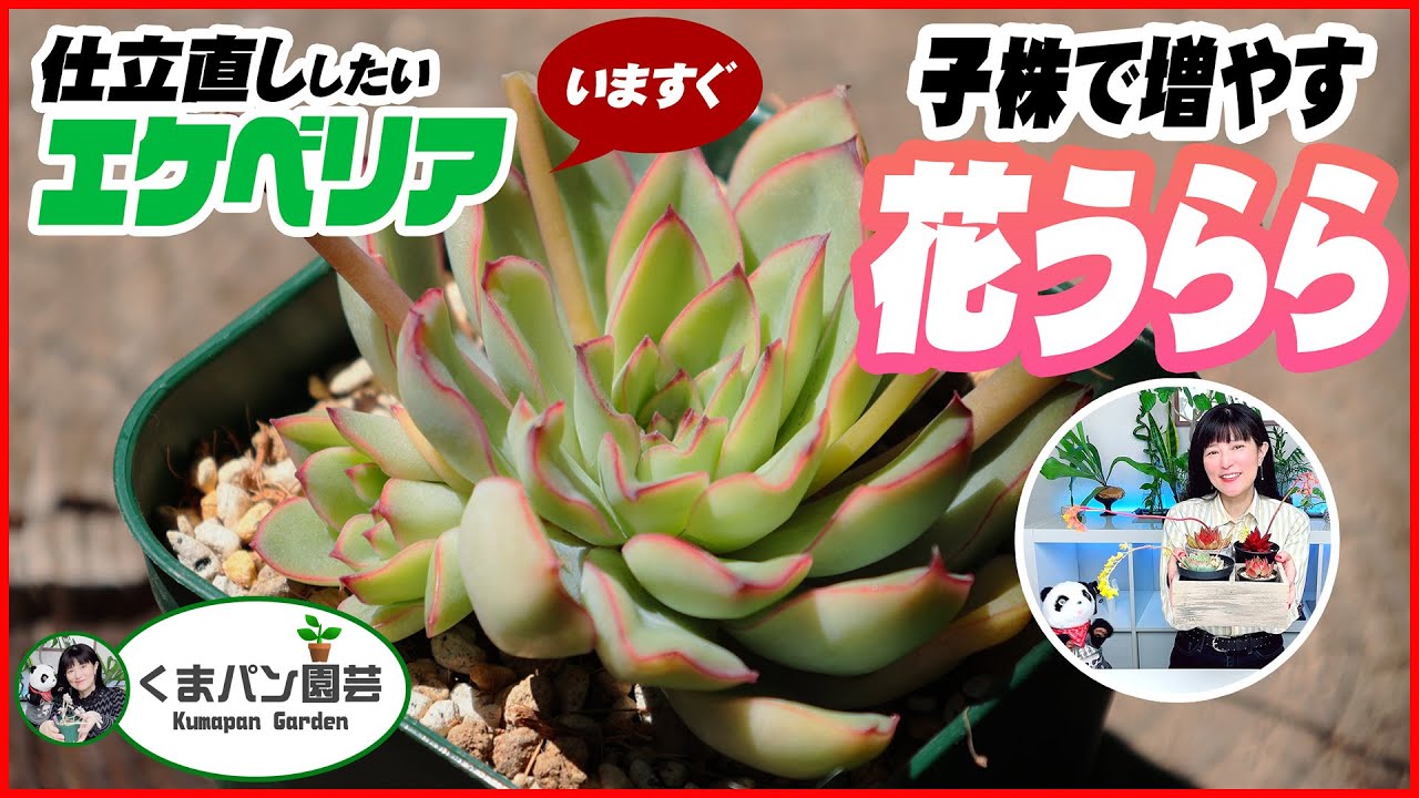 I want to re-train my Echeveria 