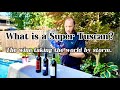 What is Super Tuscan Wine? | Elma Wine & Liquor