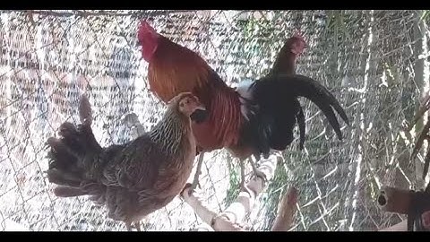 ขายไก่ป่าf3 เสียงดีมาก  muag qaib qus pham3 qua zoo heev 54447366