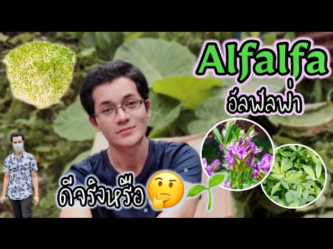 คุณประโยชน์ของอัลฟัลฟ่า (Alfalfa)