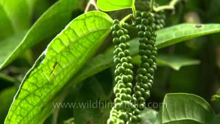 King of spices - Pepper in Karnataka