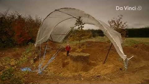 Oak Tree root system