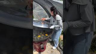 Fresh Fruit Nice Farm P035 #Shorts #Viral