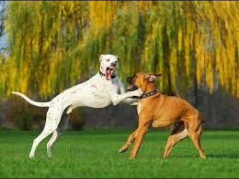 # Watch the fierce struggle of dogs,#شاهد الصراع الشرس للكلاب