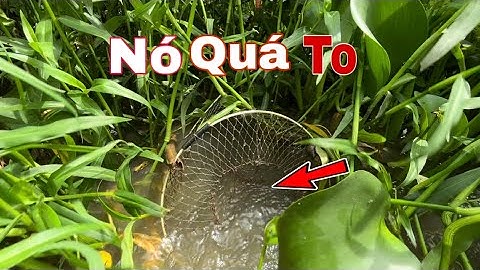 Lâu Rồi Mới Dính Cá Lóc To Khủng Như Vậy – Cá Lôi Luôn Cái Lờ Đi Mất!