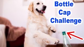 Funny Dog vs Bottle Cap Challenge Compilation
