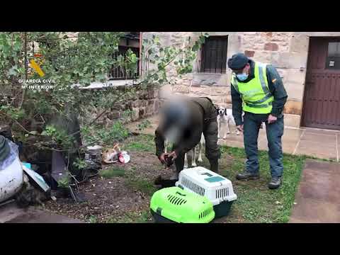 Investigado un palentino por un supuesto delito de abandono animal