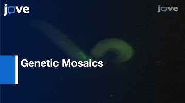 Morphological Analysis: Drosophila Peripheral Sensory Neuron Dendrites & Axons l Protocol Preview