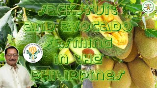 Part1 avocado and jackfruit farming in the Philippines | By Sec. Manny Piñol