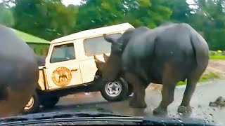 Rhinos Charge Towards A Car | Wild Animal Encounter