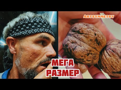 Орех Бомба! Как правильно вырастить крупные Орехи!Садоводы Райском месте!