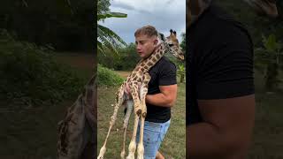 Rescate pequeño jirafa #sad #rescate #firafa #viralvideo