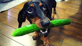 Can dogs eat pickles ?