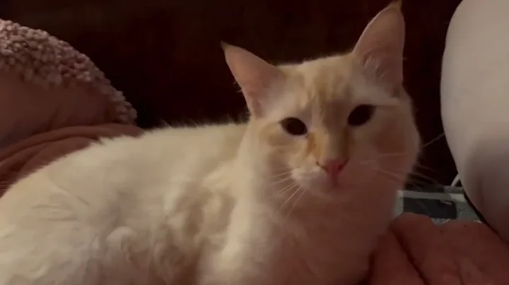 Watch the video about Mishka