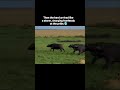 The mother love is most powerful in the world #viralvideo #wildlife #youtubeshorts #shorts