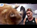 【外科侍ジェフ先生】馬に蹴られた犬の手術｜デンバー動物クリニック | S1 Ep2
