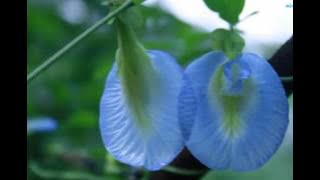 Neela Koovala Poovukalo Vaalittezhuthiya Kannukalo..!!(Mini Anand)