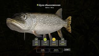 Русская рыбалка 4 - день #16 (фарм)