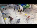 Ayam Batang kaki farm (1)