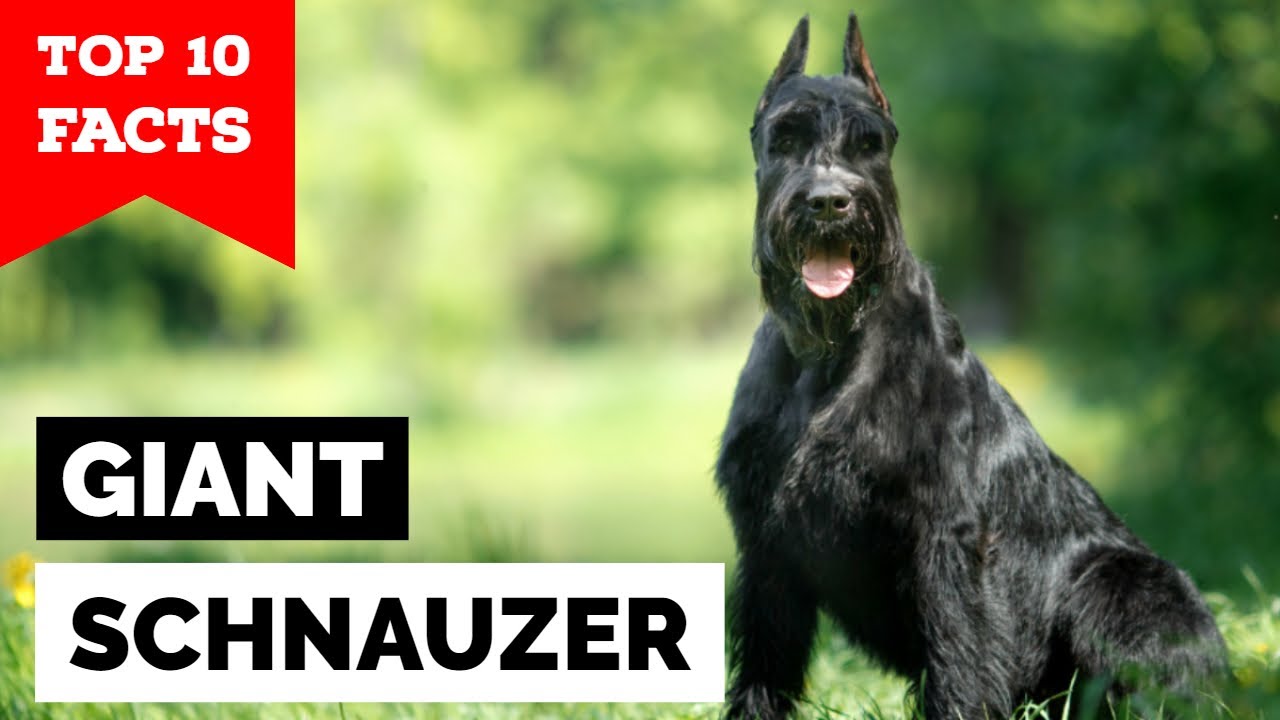 ty the giant schnauzer