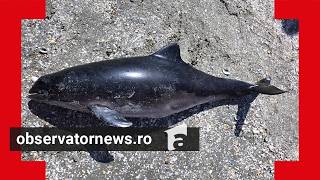 Over 250 dolphins found dead on Black Sea beaches this summer. What could be the causes? screenshot 4