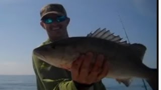 How To Catch BIG Mangrove Snapper on Light Tackle