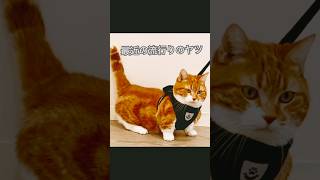 今流行ってるフィギュアになるやつ #cat