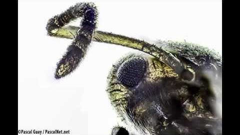 192 Pictures Focus Stacked of an Ant Using Microscope and D-SLR in 4K