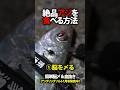 アジを絶品な状態で持ち帰る方法 #shorts #家邊克己 #津本式 #SNEKナイフ