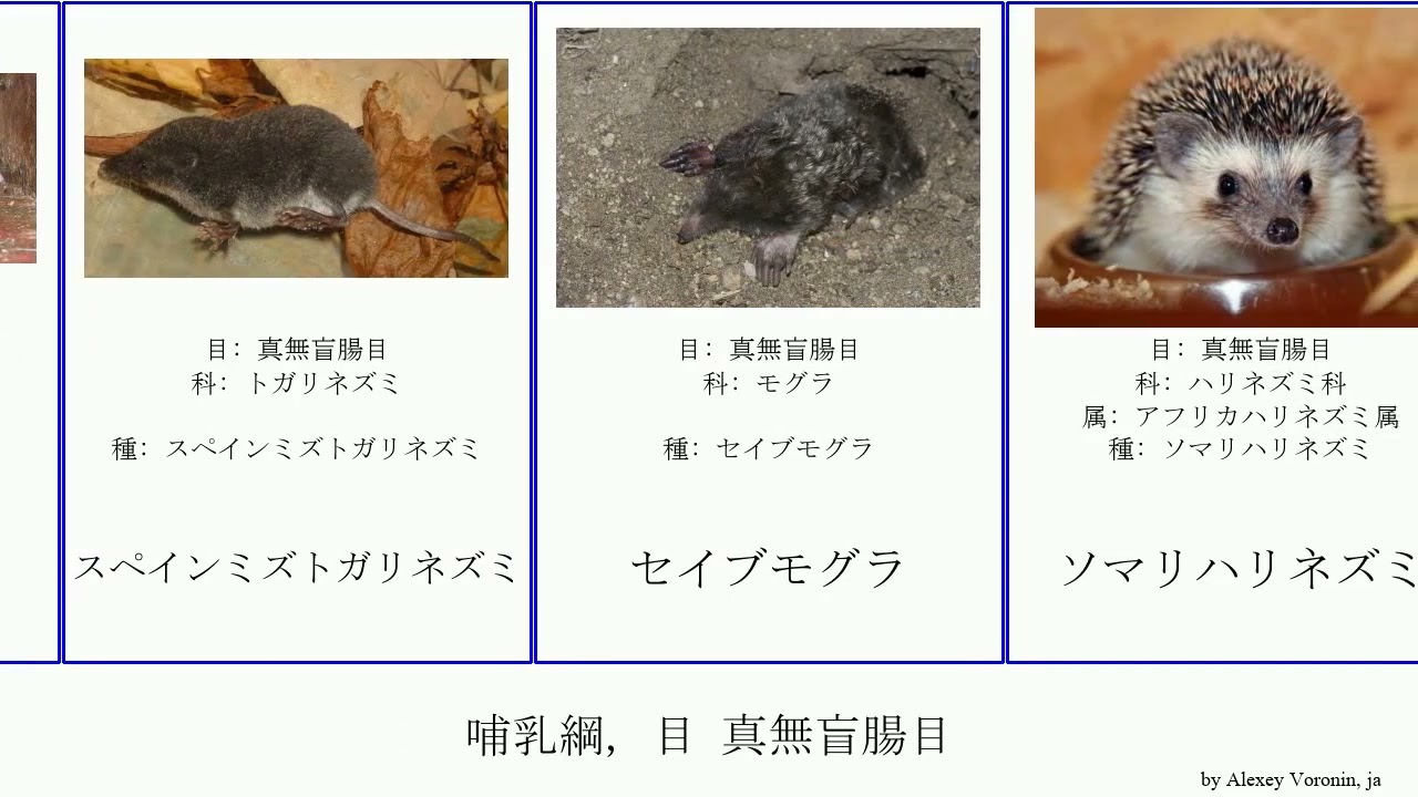 哺乳綱 目 真無盲腸目 Mammal ハリネズミ科 Staf インドハリネズミ モグラヒミズ ブラントハリネズミ Large イベリアモグラ ミズラモグラ チチュウカイモグラ ピレネーデスマン Youtube