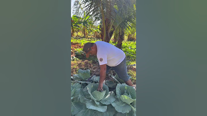 Here we work even on Sundays, and you? #roçalife #regenerativeagriculture #viral #agro #ㅇyㅇ