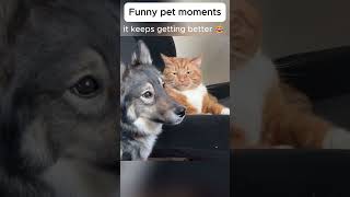 Daily funny pets 94