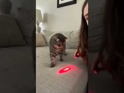 The pure chaos of a cat vs a laser. 🔴🐈 Does yours give up halfway too? #Cats #Funny #laserpointer