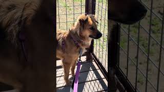 Wren checking out the Open Space Visitor’s Center! #dog #doglife #dogadventure
