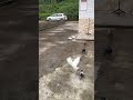 Wait For It… Chicken Trap Success 😂🔥 #viralshorts #chickenfarm #villagevideo #farmingtips #shorts