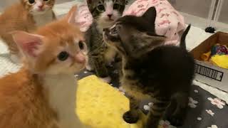 Kittens Loudly Demand Dinner!