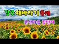 강주 해바라기 축제와 윤산마을 꽃동산, 꽃의 개화율과 절정은 언제일까